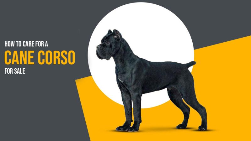 How to Care for a Cane Corso For Sale