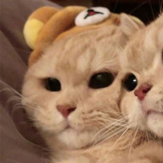 The Best Cat Matching Profile Pictures to Use