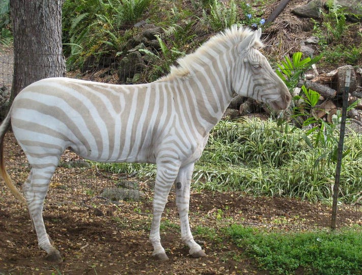 The Mysterious White Zebra  Unraveling the Mystery