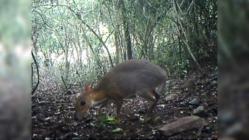 The Gray Mouse Deer: A Fascinating and Elusive Creature
