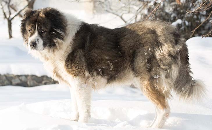 Unveiling the Intensity: The Ferocious Nature of the Caucasian Shepherd When Angered